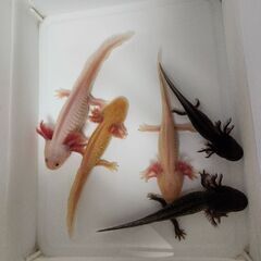 極上ウーパールーパー激安！既存５種類の中から１匹