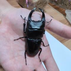 オオクワガタ1♂2♀ 2025年6月羽化 Bセットの画像