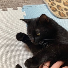 甘えん坊の黒猫ちゃん