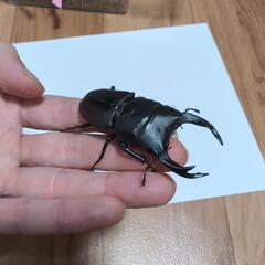 オオクワガタ1♂2♀ 2025年1月羽化 Cセットの画像
