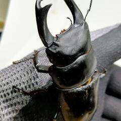 能勢YGオオクワガタ　♂83.5ミリ♀56.5ミリ　1ペア未使用  即ブリ可能個体の画像