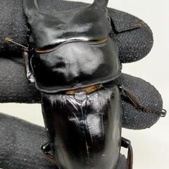能勢YGオオクワガタ　♂83.5ミリ♀56.5ミリ　1ペア未使用  即ブリ可能個体の画像