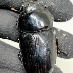 能勢YGオオクワガタ　♂83.5ミリ♀56.5ミリ　1ペア未使用  即ブリ可能個体の画像