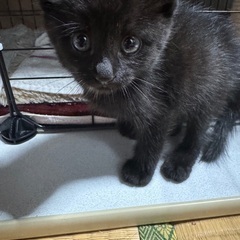 「保護猫里親募集」