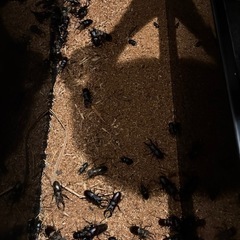 追記、天然クワガタ成虫