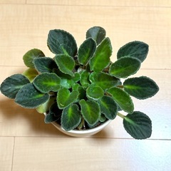 植物　セントポーリア　(鉢付き)の画像