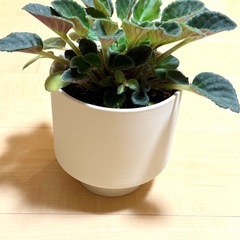 植物　セントポーリア　(鉢付き)の画像