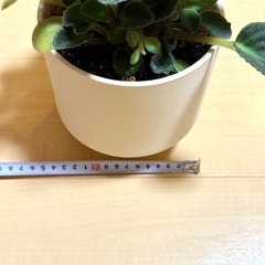 植物　セントポーリア　(鉢付き)の画像