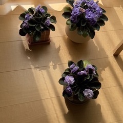 植物　セントポーリア　(鉢付き)の画像