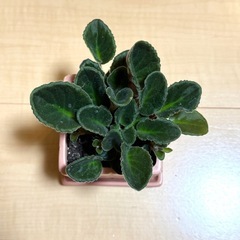 植物　セントポーリア　(鉢付き)の画像