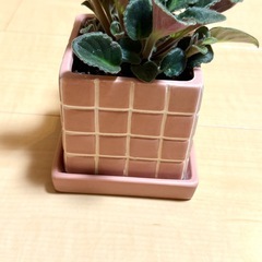 植物　セントポーリア　(鉢付き)の画像