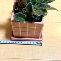 植物　セントポーリア　(鉢付き)の画像
