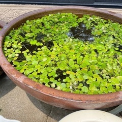 アマゾンフロッグピット　　水草の画像