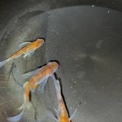 菊間メダカ様直径　朱光菊リアルロングフィン　おまけあり‼️ の画像