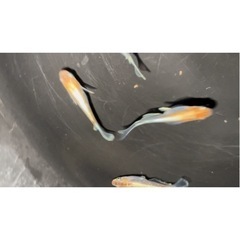 菊間メダカ様直径　朱光菊リアルロングフィン　おまけあり‼️ の画像