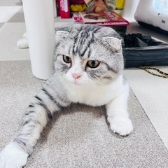 可愛いスコティッシュフォールド*一旦中止