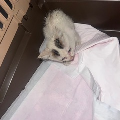 子猫　里親募集