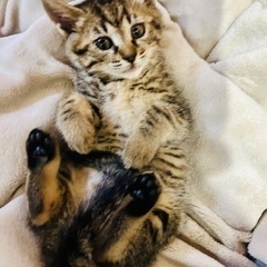 猫 2ヶ月