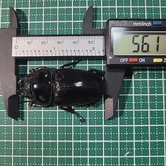 国産オオクワガタ　能勢産　YG血統♂87♀56 ♂訳ありの画像