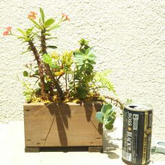 木箱の寄せ植えの画像