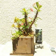 木箱の寄せ植えの画像