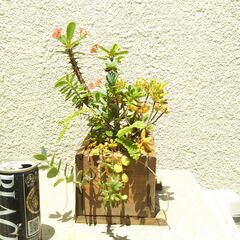 木箱の寄せ植えの画像