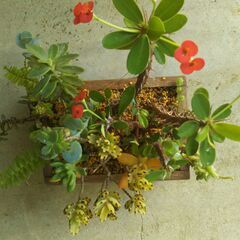 木箱の寄せ植えの画像