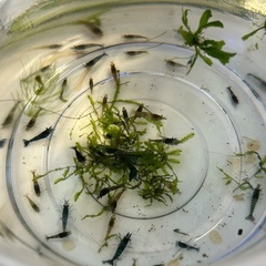 格安❗️シュリンプ　７匹セット　大好評‼️残り1セットの画像