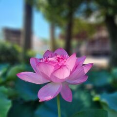 ▶おうちでハスを咲かせてみませんかの画像
