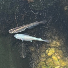土日　　メダカ(黄、銀、金、黒)  稚魚、若魚　中央区　晴海トリトン付近の画像