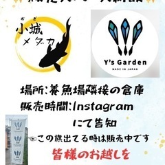 ⚠️全品半額⚠️✨祝1周年&メダカ販売所新設記念セール✨
