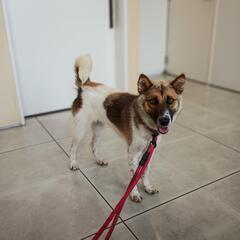 【7月13日27日譲渡会】モエちゃんの家族募集(終生室内飼育) - 筑紫野市