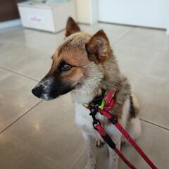 【7月13日27日譲渡会】モエちゃんの家族募集(終生室内飼育) - 里親募集