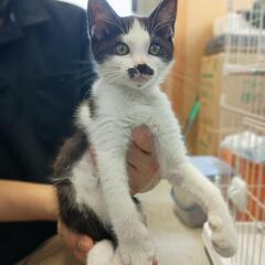 【7月1日】管理所収容前脚負傷の子猫さんの家族募集