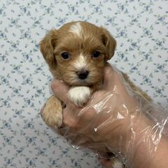 【特典あり‼︎】総額16万円　３兄妹のマイペースな女の子