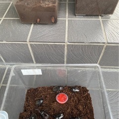 新規のカブトムシのお取引は終了です