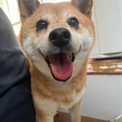 人が大好き柴犬ちゃん