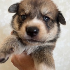 生後1ヶ月くらいの子犬ちゃん