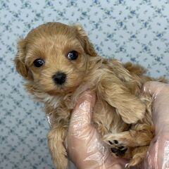 【特典あり‼︎】総額16万円　極小マルプーちゃん