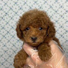 【特典あり‼︎】総額15万円　のんびり屋さんなドジっ子