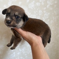 可愛い生後1ヶ月の子犬くん
