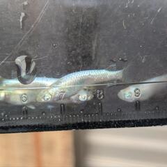 2セット限定　メダカの卵4品種    15粒ずつの画像