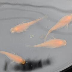 2セット限定　メダカの卵4品種    15粒ずつの画像