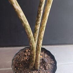 5000円　レア★ 1 コンニャク芋　鉢植え　5号　観葉植物　あかぎ　珍しい植物の画像