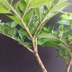 5000円　レア★ 1 コンニャク芋　鉢植え　5号　観葉植物　あかぎ　珍しい植物の画像