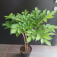 8000円　レア★ 1 コンニャク芋　鉢植え　5号　観葉植物　あ...