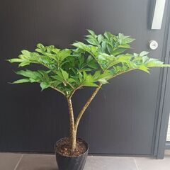 5000円　レア★ 1 コンニャク芋　鉢植え　5号　観葉植物　あかぎ　珍しい植物の画像
