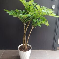 5000円★レア 2 コンニャク芋　鉢植え　5号　観葉植物　あかぎ　珍奇植物の画像