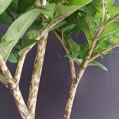 5000円★レア 2 コンニャク芋　鉢植え　5号　観葉植物　あかぎ　珍奇植物の画像
