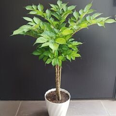 ★レア 2 コンニャク芋　鉢植え　5号　観葉植物　あかぎ　珍奇植物